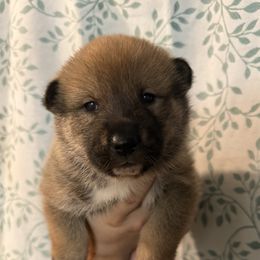 Male 1 - Red sesame male Shikoku puppy in Charleston, West Virginia from Kiseki No Yama