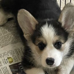 Tri-Color - Daniel - Black and tan Pembroke Welsh Corgi puppy in Frostburg, Maryland from Mountain Maryland Corgis