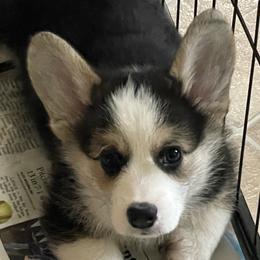 Tri-Color - Daniel - Black and tan Pembroke Welsh Corgi puppy in Frostburg, Maryland from Mountain Maryland Corgis