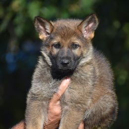 Black - Sable male German Shepherd puppy in Cherryville, North Carolina from Masky Kennel