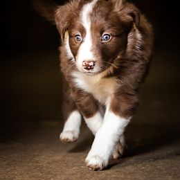 Border Collie Puppies from Hidden Meadows Livestock