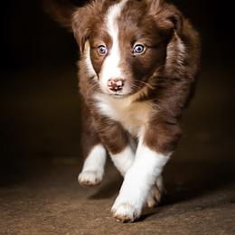 Border Collie Puppies from Hidden Meadows Livestock