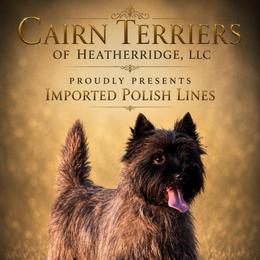 Patryck - Cairn Terrier