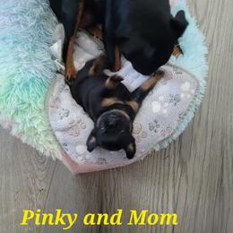 Brussels Griffon Puppies from Little Griffons