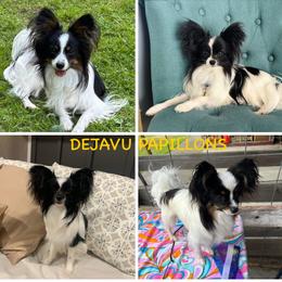 Papillon All Grown Up from DejaVu Papillons