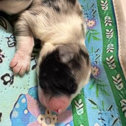 Boy 3 - Blue merle male Australian Shepherd puppy in Martville, New York from Jasmin's Australian Shepherds