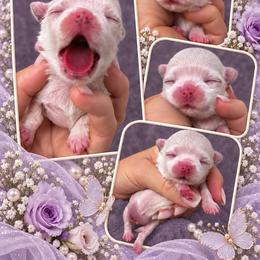 Nicoletta - White female Maltese puppy in San Diego, Temecula, Ontario, California from Yorkie & Maltese Royalty