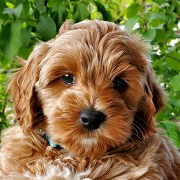 Girl 1 - Cream Goldendoodle puppy in Garden City, Utah from Bear Lake Bearded Retrievers
