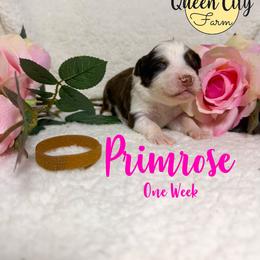 Primrose - Red tri-color female Australian Shepherd puppy in Falmouth, Kentucky from Queen City Farm