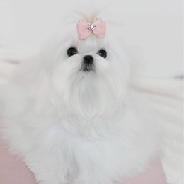 Paisley - Maltese