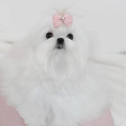 Paisley - Maltese