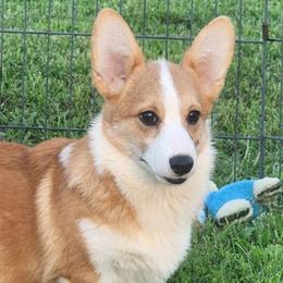 Tripp - Red male American Corgi puppy in Dunbar, Nebraska from Vintage Corgis