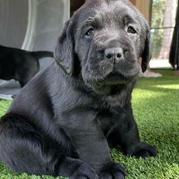 Labrador Retrievers from Helvetia Labradors