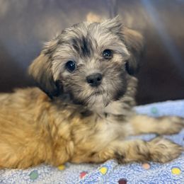 Gracie - Fawn sable female Havanese puppy in Lancaster, South Carolina from 3 Bs Havanese-PUPPIES with  PURPOSE