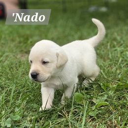 Tornado - Yellow male Labrador Retriever puppy in Caledonia, Ohio from 7Cs Labs