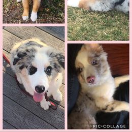 Australian Shepherd Puppies from Soggy Bottom Farms