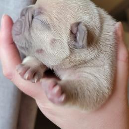 French Bulldog Puppies from Smith's Small Town Frenchies