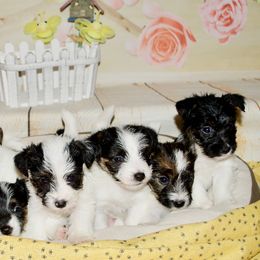Beagle, Jack Russell Terrier, and Russell Terrier Puppies from Mountain Top