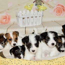 Beagle, Jack Russell Terrier, and Russell Terrier Puppies from Mountain Top