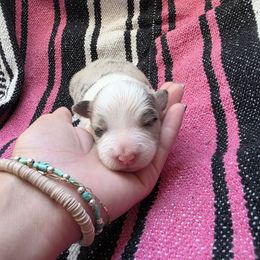Girl 1 - White and blue merle female Border Collie puppy in Ripley, Oklahoma from Adventure5 Border Collies