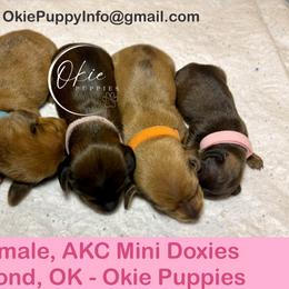 Dachshund puppies from Okie Puppies
