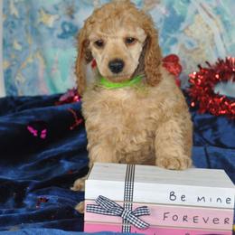 Poodle Puppies from Moyen Majestic Embrace Poodles (MOYEN ME)