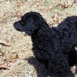 Poodle puppies from Amberly Standard Poodles