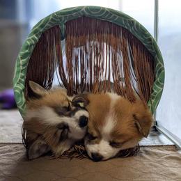 Pembroke Welsh Corgi Puppies from Sunny-Side Corgis