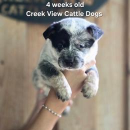 Boy 1 - Blue male Australian Cattle Dog puppy in Monroe, North Carolina from Creek View Cattle Dogs