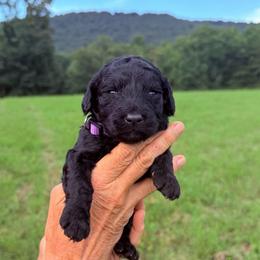 Hazel - Black female Goldendoodle puppy in Jasper, Georgia from Harrington Doodles & Poodles