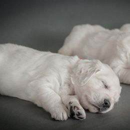 Boy Red - Golden Golden Retriever puppy in California from Gildea Goldens