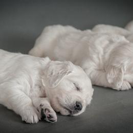 Boy Red - Golden Golden Retriever puppy in California from Gildea Goldens