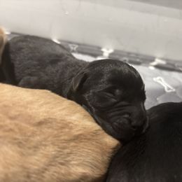 Lime Boy - Black male Labrador Retriever puppy in Mesa, Arizona from Merakxel Kennels