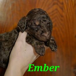 Ember - Phantom female Poodle puppy in New York from Powder Puff Poodles
