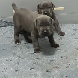 Smoke - Gray male Cane Corso puppy in Conroe, Texas from Miracle City