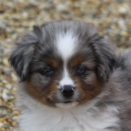 Girl 2 - Black tri Miniature American Shepherd puppy in Tiskilwa, Illinois from First Harmony Farms