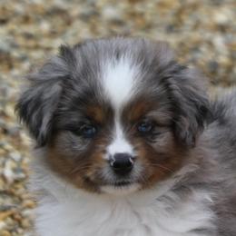 Girl 2 - Black tri Miniature American Shepherd puppy in Tiskilwa, Illinois from First Harmony Farms