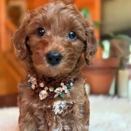 Papita - Red  female Goldendoodle puppy in Pine Grove, California from Lundee Doodles