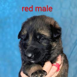 Brown - Sable male German Shepherd puppy in Holden, Missouri from Vacker Warin Engel