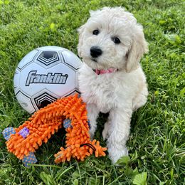 Goldendoodle Puppies from Lykeable Farms