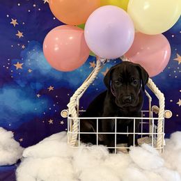Violet - Black female Great Dane puppy in Westland, Michigan from Lazuli Great Danes
