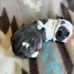 Huckleberry - Blue male Boston Terrier puppy in Red Bluff, California from SunnyValley Bostons