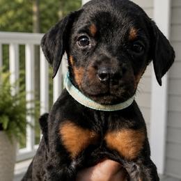 Granny - Black and rust female Doberman Pinscher puppy in Wellington, Ohio from Jessie (TDD, llc)
