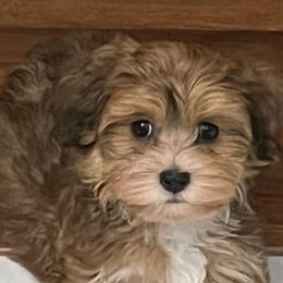 Havanese from Golden State Havanese