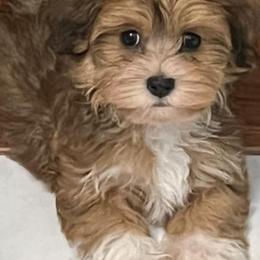 Havanese from Golden State Havanese