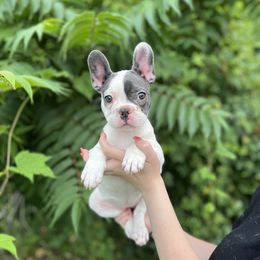 Lil Pua - female French Bulldog puppy in Seaford, Delaware from Kayla's French Bulldogs