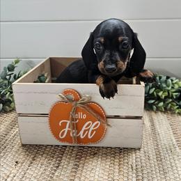 Timmy 2800 - Black and tan male Dachshund puppy in Anaconda, Montana from Montana Country Dachshunds