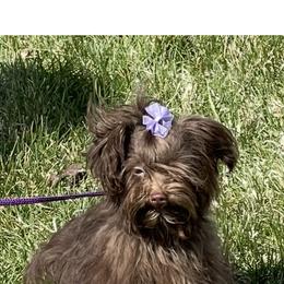 Mila - Russian Tsvetnaya Bolonka