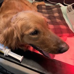 Dixie - Golden Retriever
