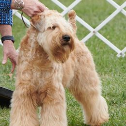 Soft Coated Wheaten Terriers from Dromara Wheaten Terriers